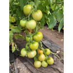 Семена томата розового Селла F1 (1000 семян), Libra Seeds (Erste Zaden), полудетерминантный Семена томата розового Селла F1 (1000 семян), Libra Seeds (Erste Zaden), полудетерминантный